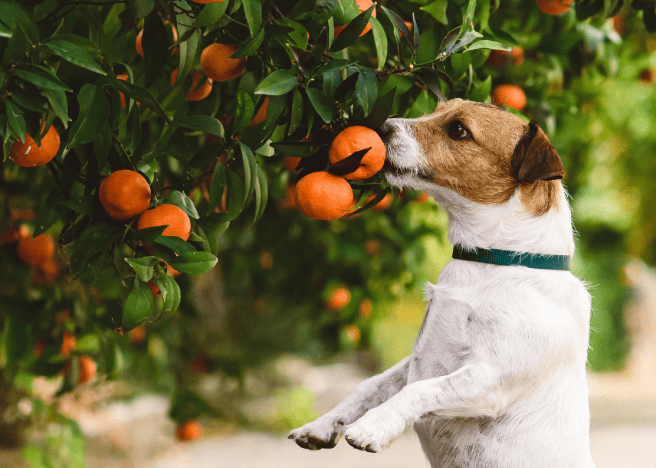 10 summertime plants that are toxic to dogs